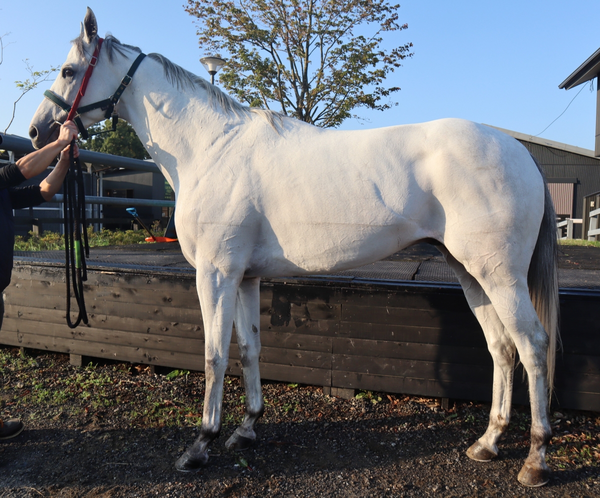 アクラー　Akra　　牡　４歳　　※地方競馬　在籍_main1