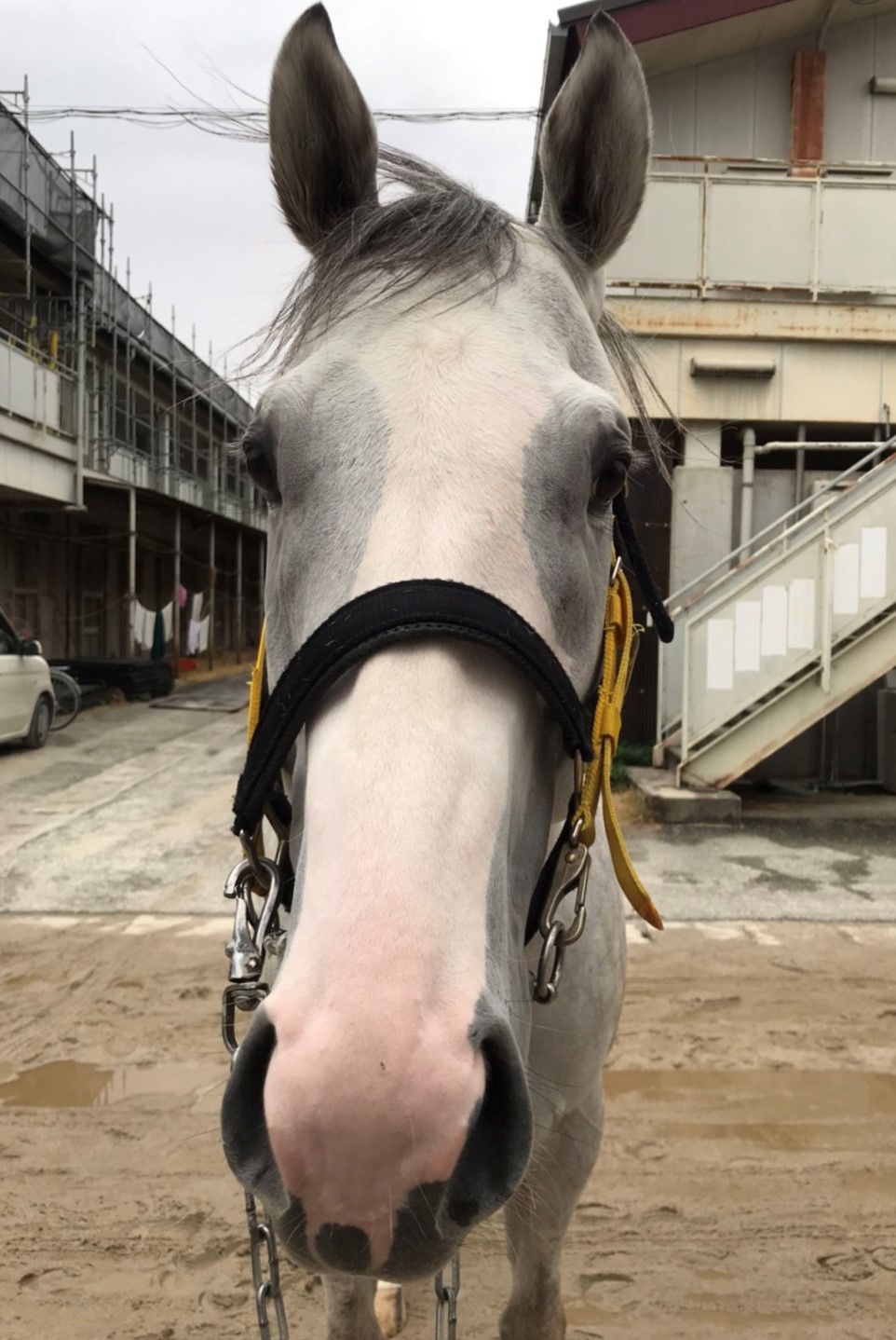 メイショウテイダー Meisho Teida 牡 3歳 ※地方競馬 在籍