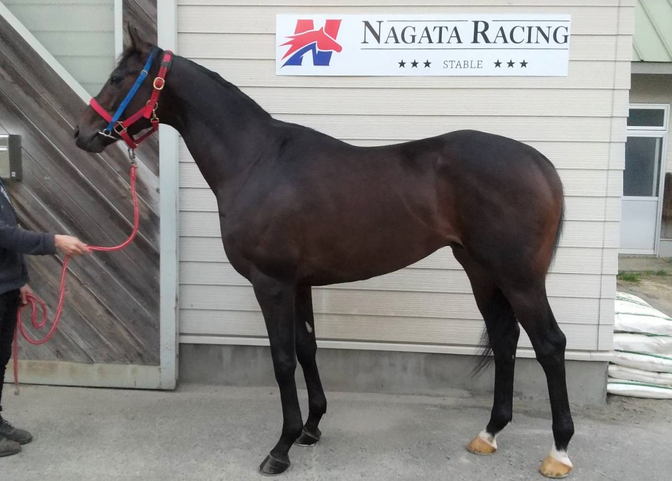 キーチャンス Key Chance 牡 3歳 ※地方競馬 在籍 | サラブレッド