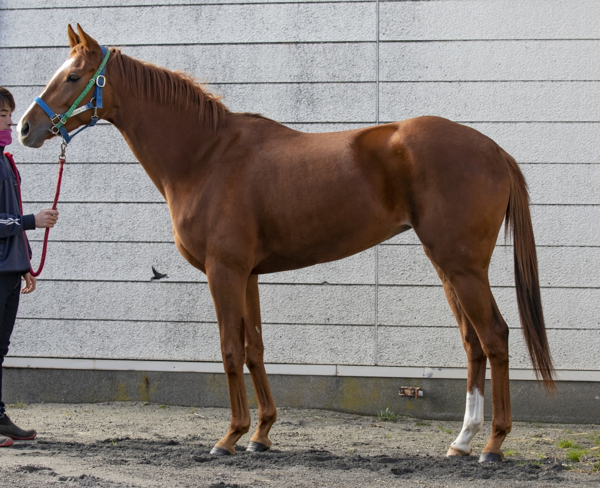 アイスラリマー Ice Larimar 牝 2歳 ※門別競馬 在籍 アイスラリマー Ice Larimar 牝 2歳 ※門別競馬 在籍