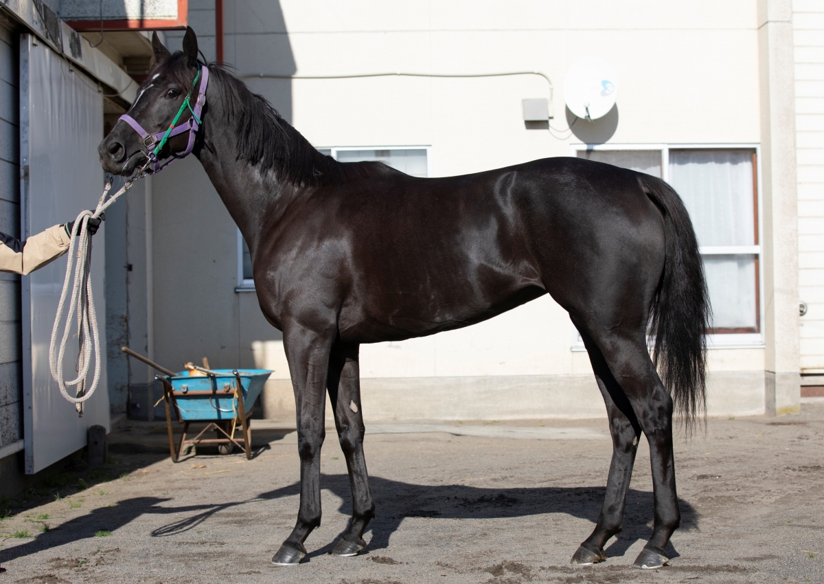 超希少 競走馬 THE VICTORY PLATINUM サラブレッド 未開封