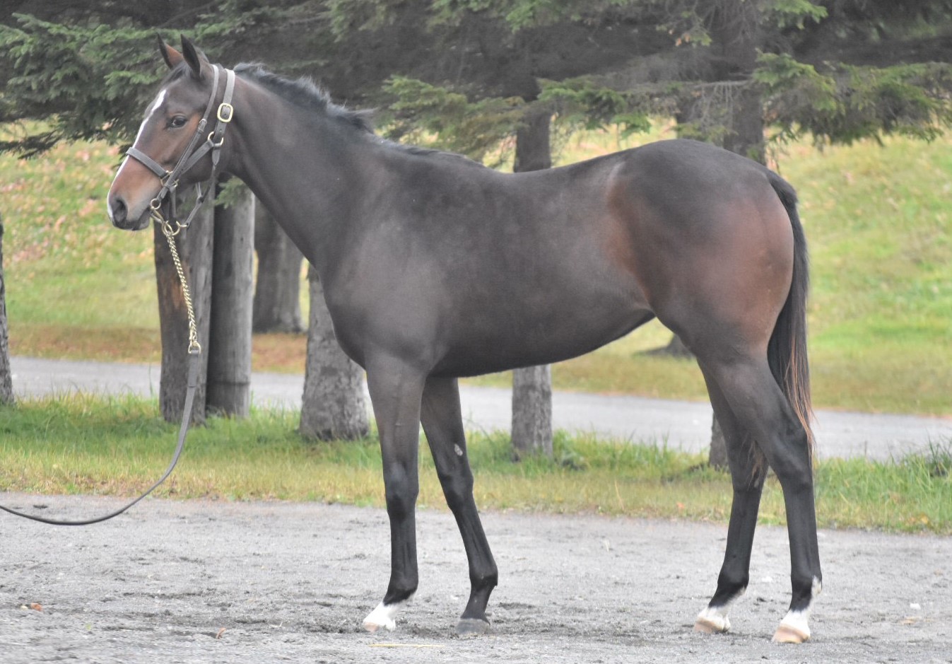 牝馬 パレハ Pareja 牝 3歳 ※繁殖牝馬 | サラブレッドオークション