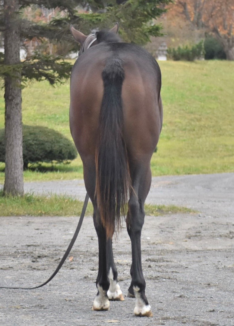 牝馬 ツクバオトメの19 Tsukuba Otome 19 牝 1歳 ※育成中の1歳馬