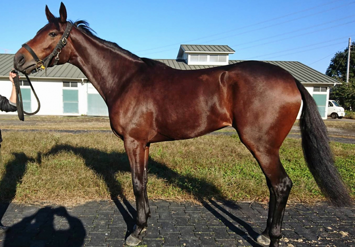 パラレルワールド Parallel World 牝 2歳 ※中央競馬 登録抹消