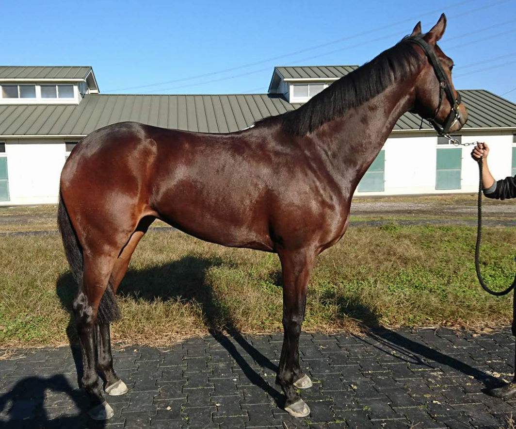 パラレルワールド Parallel World 牝 2歳 ※中央競馬 登録抹消