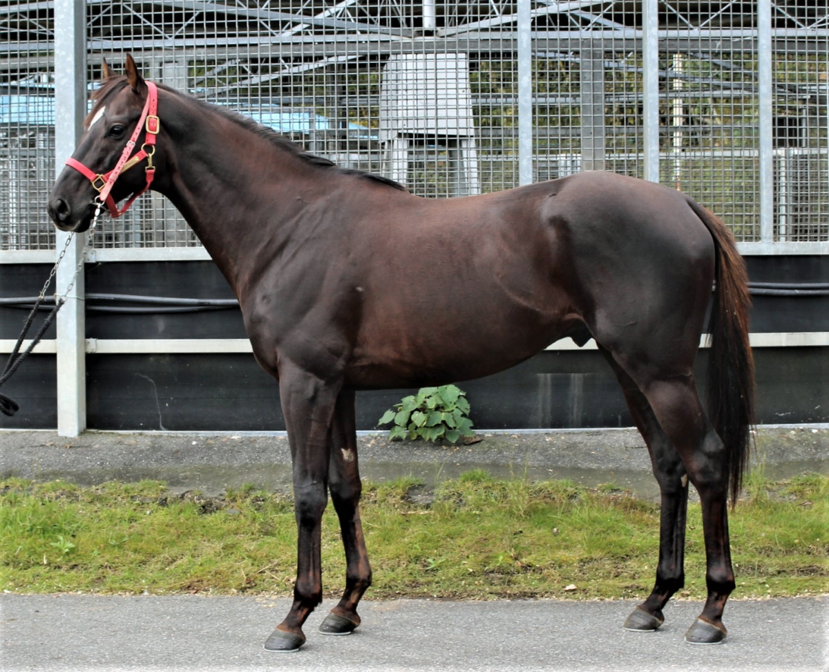 ウインアーマー Win Armour 牡 5歳 ※中央競馬 登録抹消