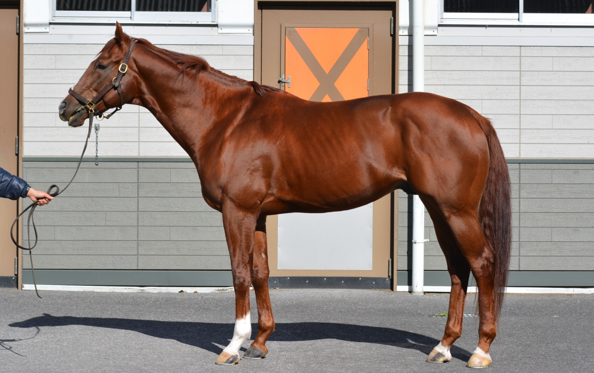 シャドウハンター　Shadow Hunter　　牡　５歳　　※中央競馬　登録抹消_main1