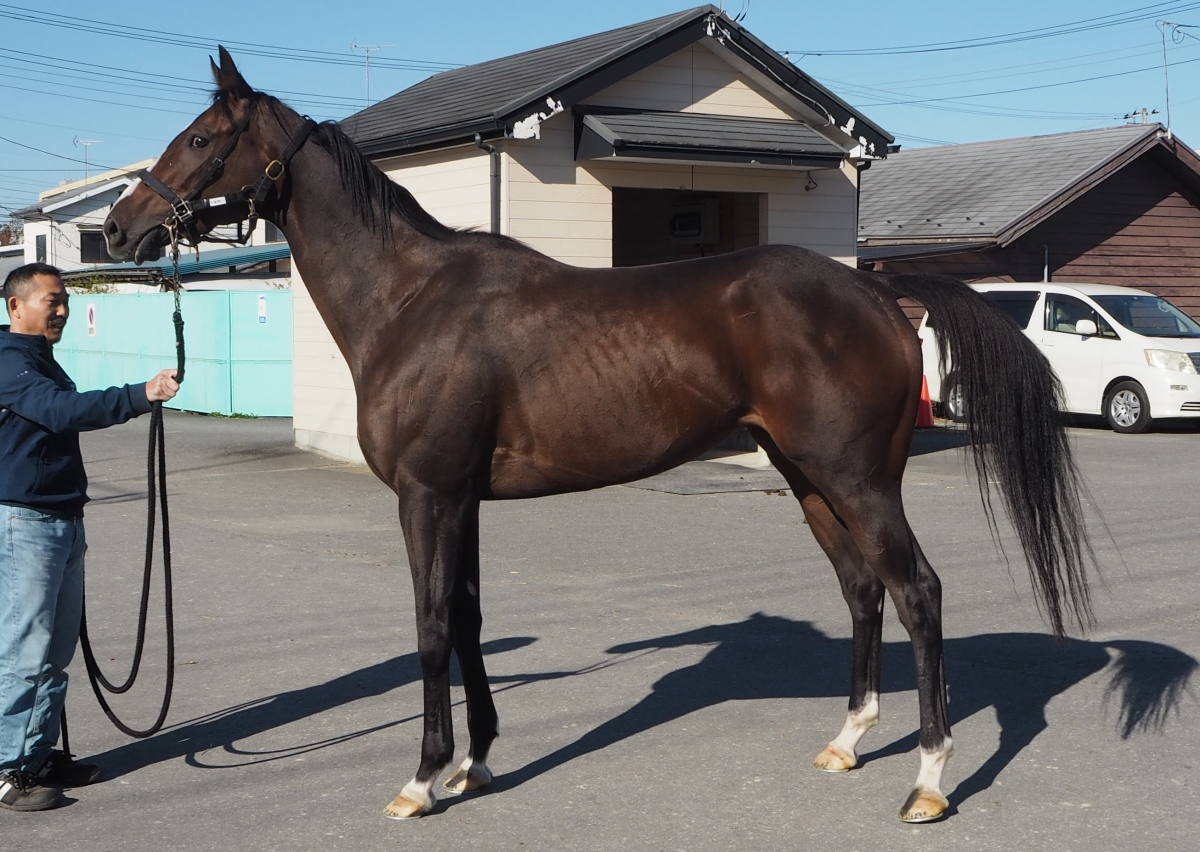 ドナアネラ　Dona Anela　　牝　３歳　　※地方競馬　在籍_main1