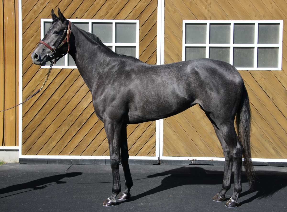【楽ギフ_のし宛書】 ヨウコウザクラ Yokozakura 牝 3歳 ※地方競馬 在籍 パーツ