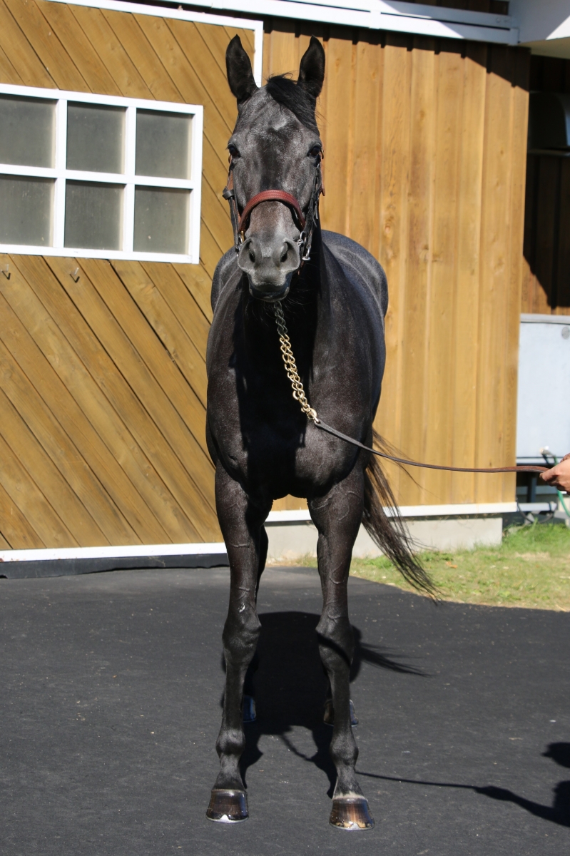 品数豊富！ ヨウコウザクラ Yokozakura 在籍 ※地方競馬 3歳 牝 絵画