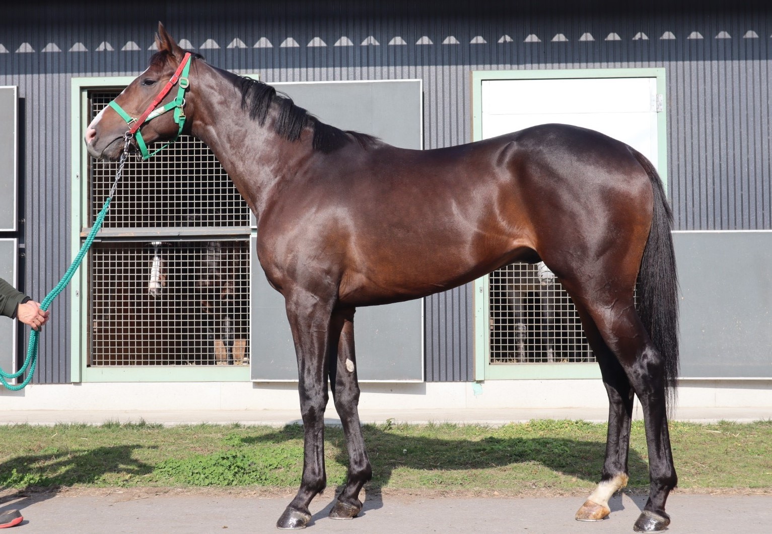 【保存版】 Jake Tosen トーセンジェイク 牡 登録抹消 ※中央競馬 2歳 ゼッケン