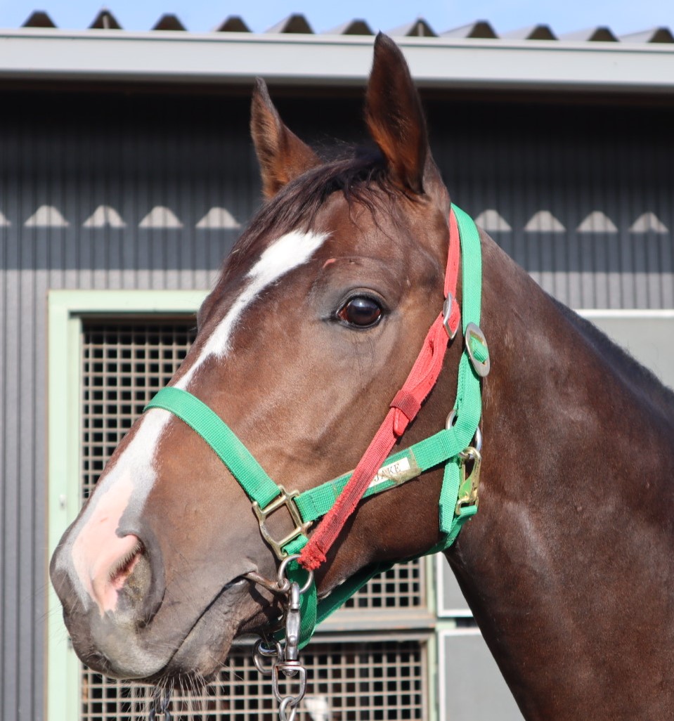 RRC引退競走馬杯2025 🐴4月13日(日)、香川県・スタリオンス