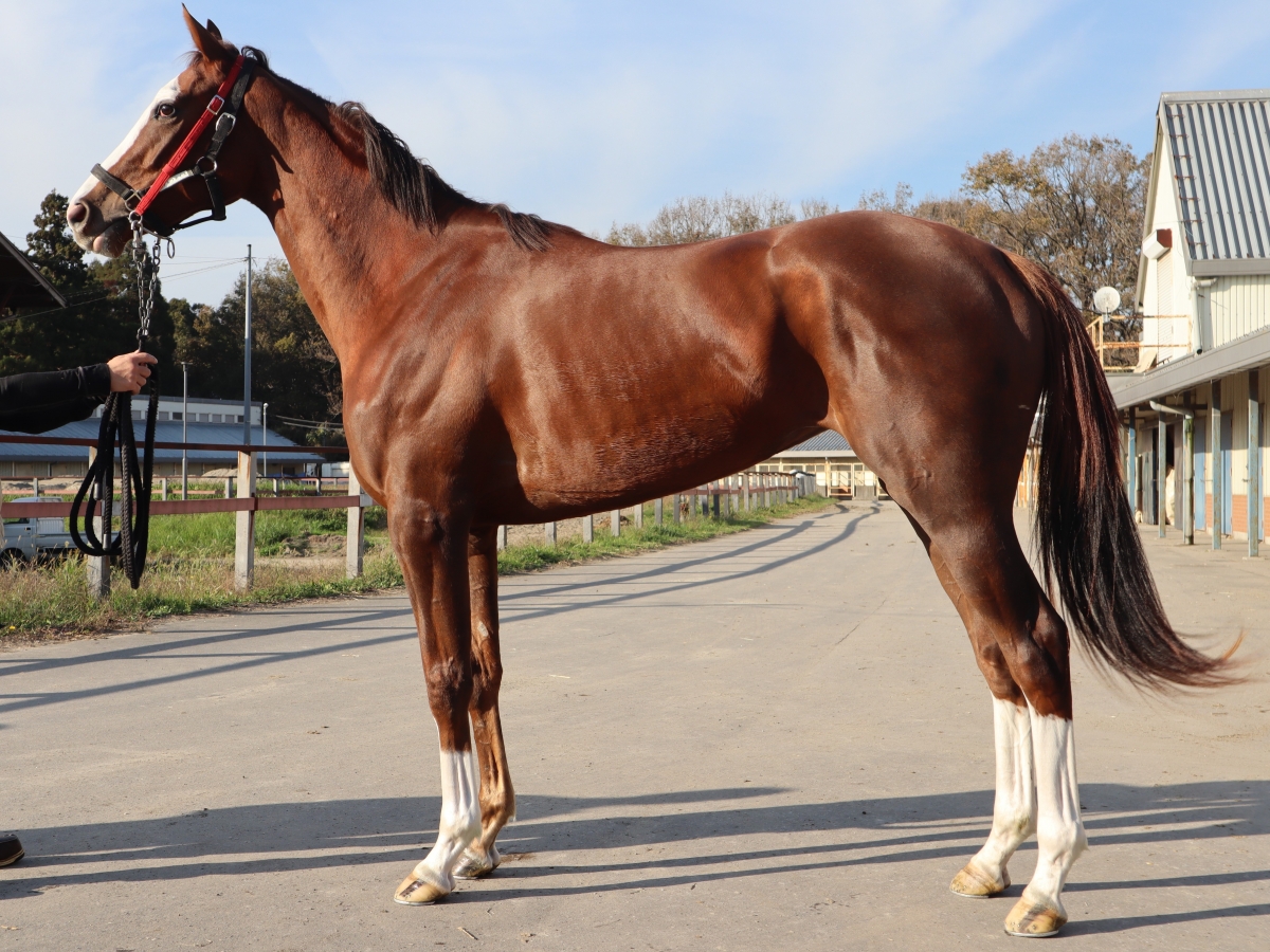 激レア 絶版 廃盤 写真集 ONTHETURF2 競馬
