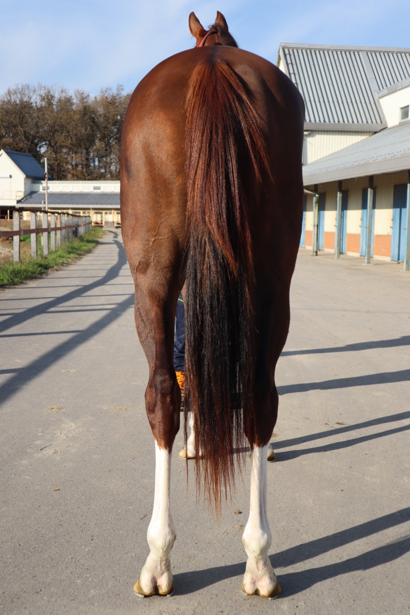 世界の美しい馬 チャンピオン馬のポートレートと特長 写真集