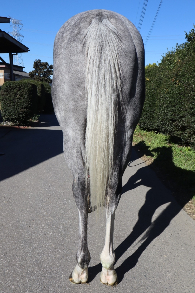 コスモブルーノーズ Cosmo Bluenose 牡 4歳 ※中央競馬 登録抹消 コスモブルーノーズ Cosmo Bluenose 牡 4歳 ※中央競馬 登録抹消