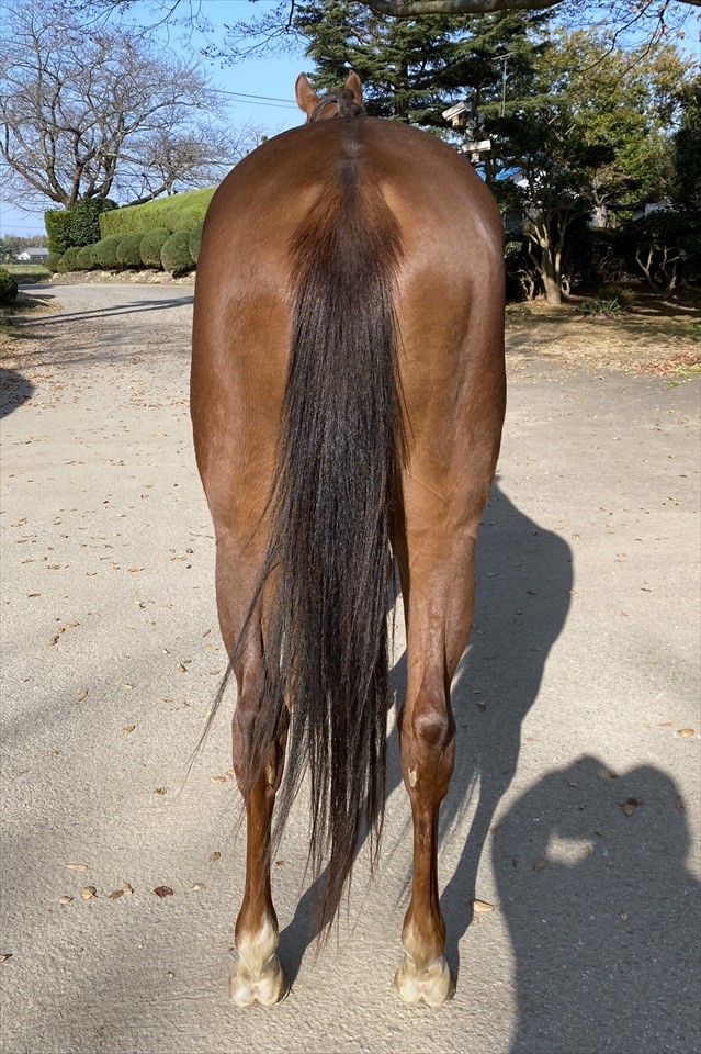 キネトスコープ Kinetoscope 牝 2歳 ※地方競馬 在籍（未出走