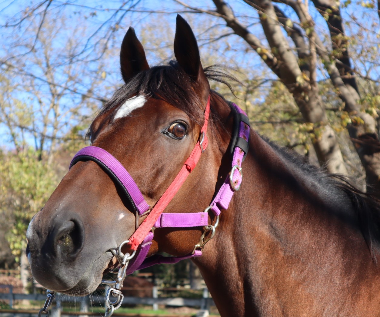 マイネルバサラ Meiner Basara 牡 ８歳 ※地方競馬 在籍 | サラブレッドオークション