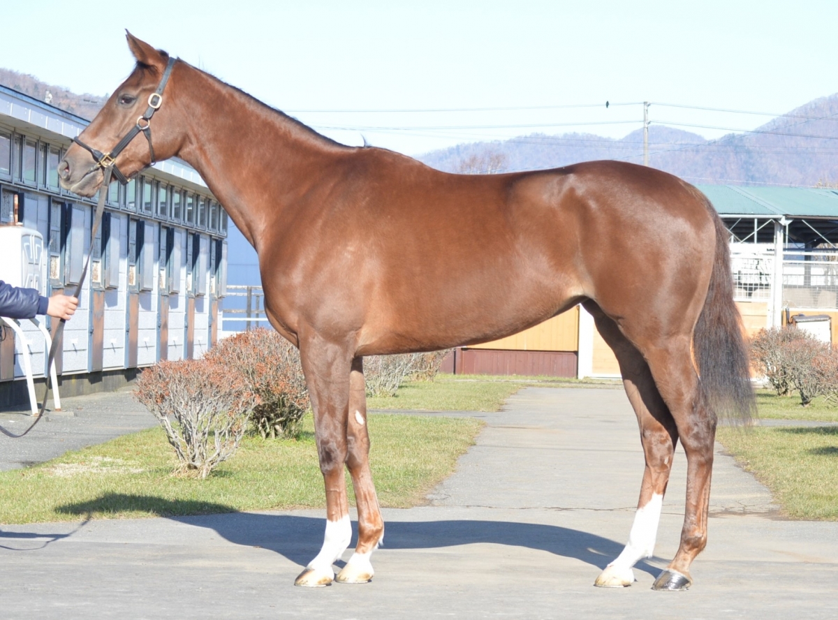グランシャルムの17 Grand Charme 17 牝 2歳 ※未登録の2歳馬