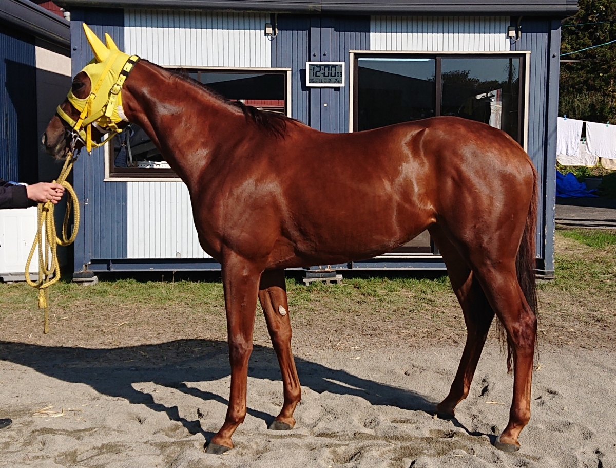 ラブワンダー　Love Wonder　　牝　２歳　　※中央競馬　登録抹消_main1