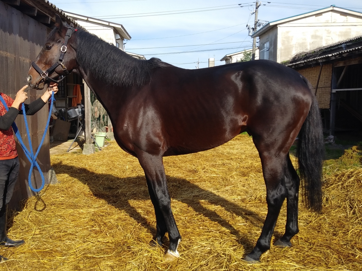 クーザ　Kooza　　牡　４歳　　※地方競馬　在籍_main1