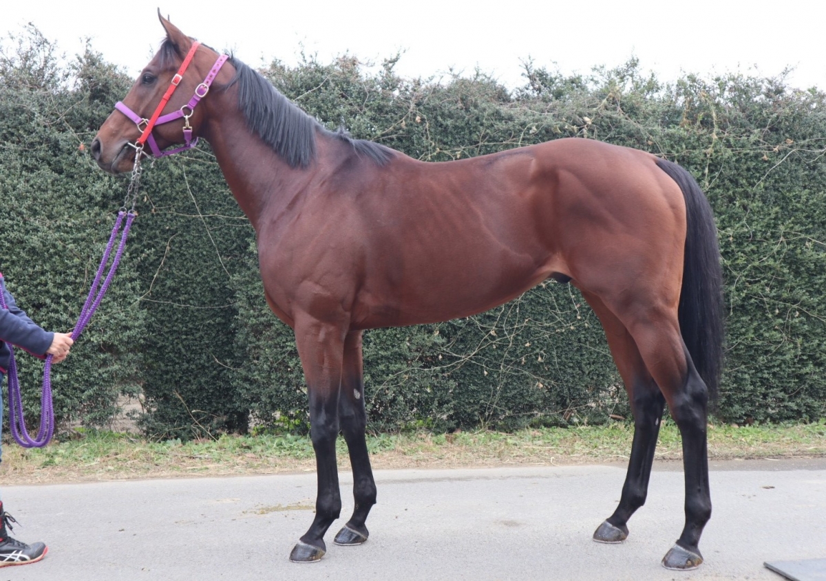 キングキャヴィア　King Caviar　　牡　４歳　　※地方競馬　在籍_main1