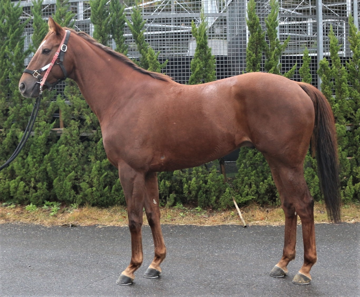 好きに Shige Hiro ヒロシゲウェーブ Wave 在籍 ※地方競馬 5歳 セン コレクション