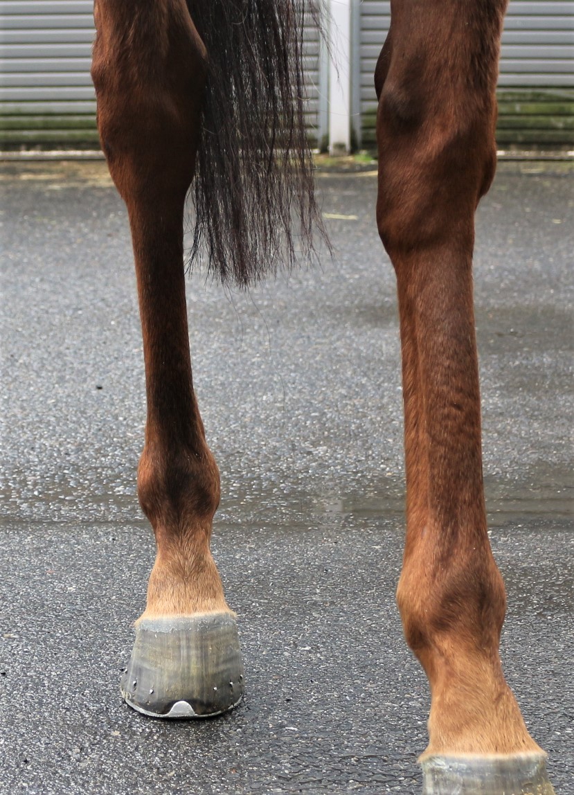 ヒロシゲウェーブ Hiro Shige Wave セン 5歳 ※地方競馬 在籍