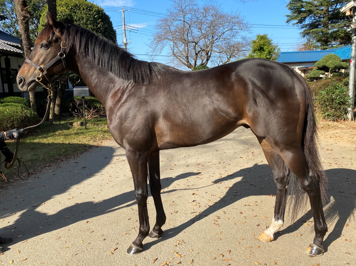 レジェンドソウル Legend Soul 牡 5歳 ※地方競馬 在籍