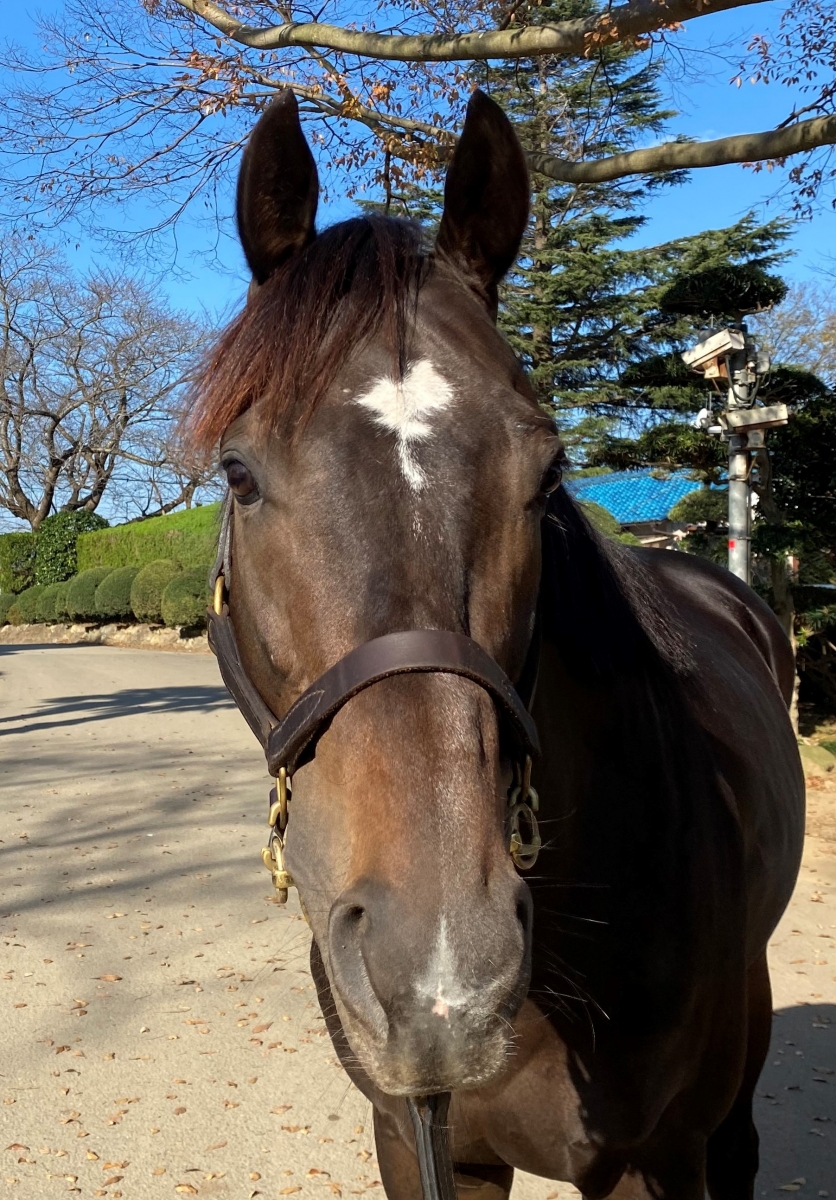 激レア 絶版 廃盤 写真集 ONTHETURF2 競馬 ブルーディザイア Blue Desire 牡 4歳 ※地方競馬 在籍