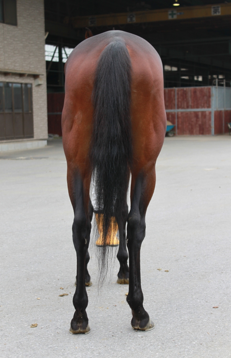 ラッキーバローズ Lucky Barows 牡 3歳 ※地方競馬 在籍