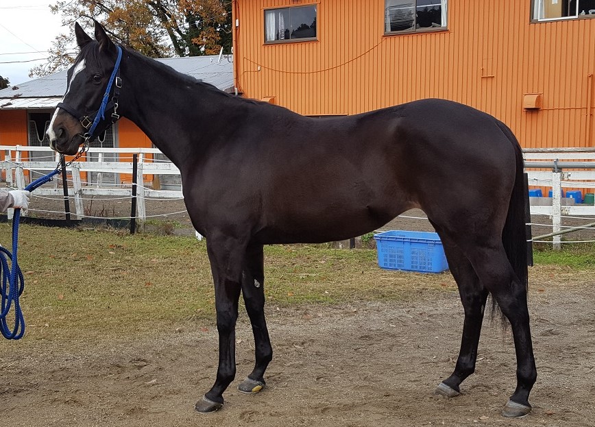 テンザンヒ Tenzanhi 牝 2歳 ※中央競馬 登録抹消（未出走