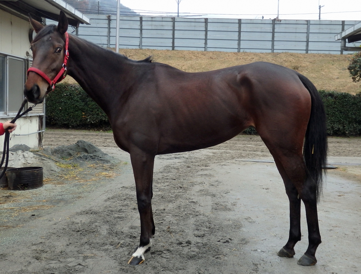 ダークフォース　Dark Force　　牝　３歳　　※地方競馬　登録未抹消_main1