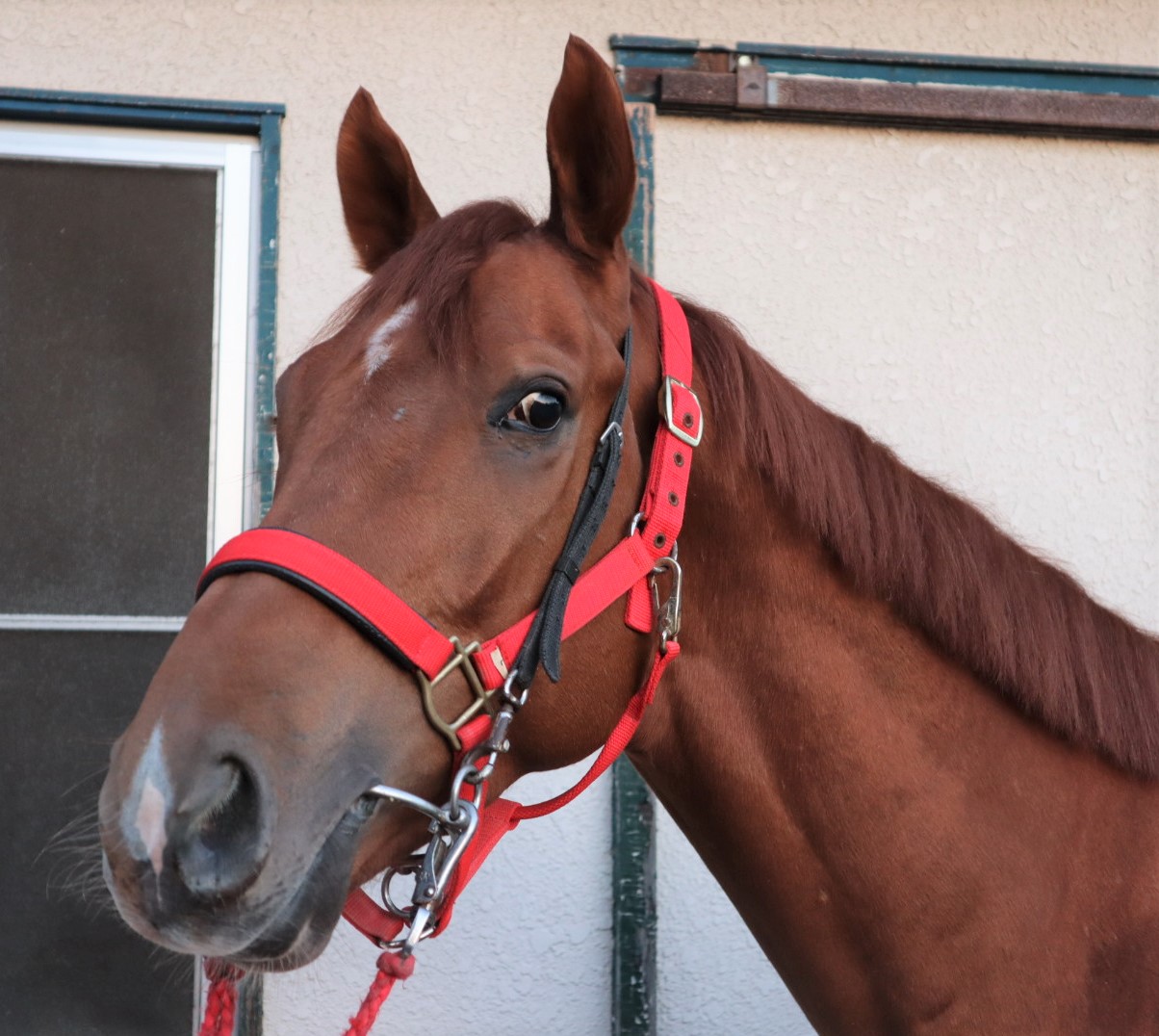 ディープインパクト 尾毛 馬毛 【本物】値下げOK 楽天市場】Waldhausen 馬柄 ホルター WHLH1 無口 PONY/COB/FULL