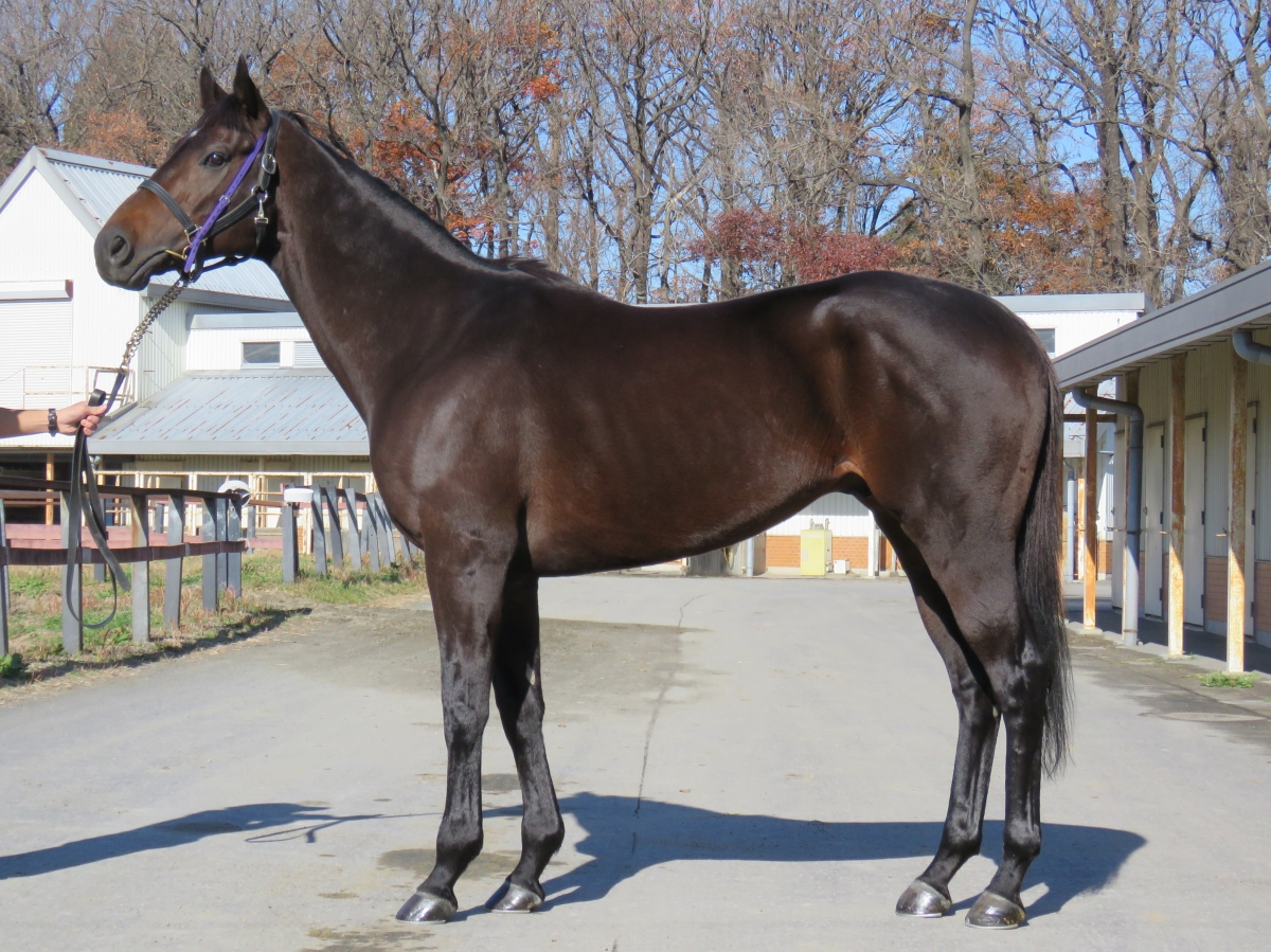 ユイノチョッパー Yuino Chopper 牡 6歳 ※地方競馬 在籍