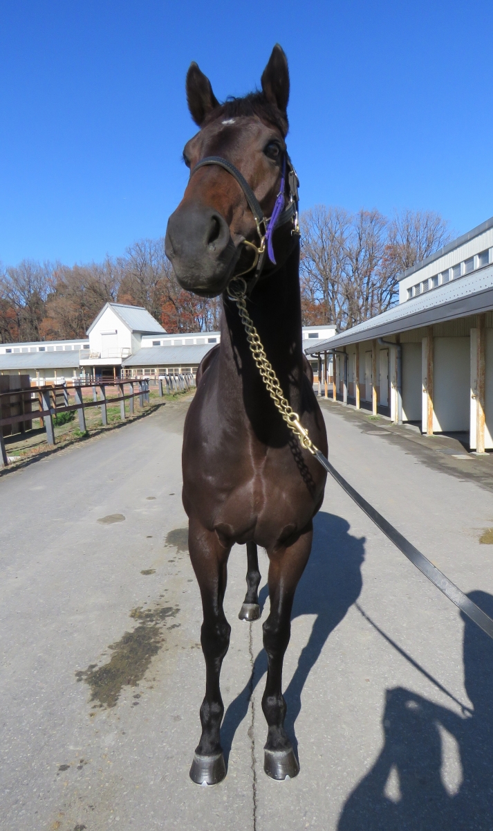 ユイノチョッパー Yuino Chopper 牡 6歳 ※地方競馬 在籍