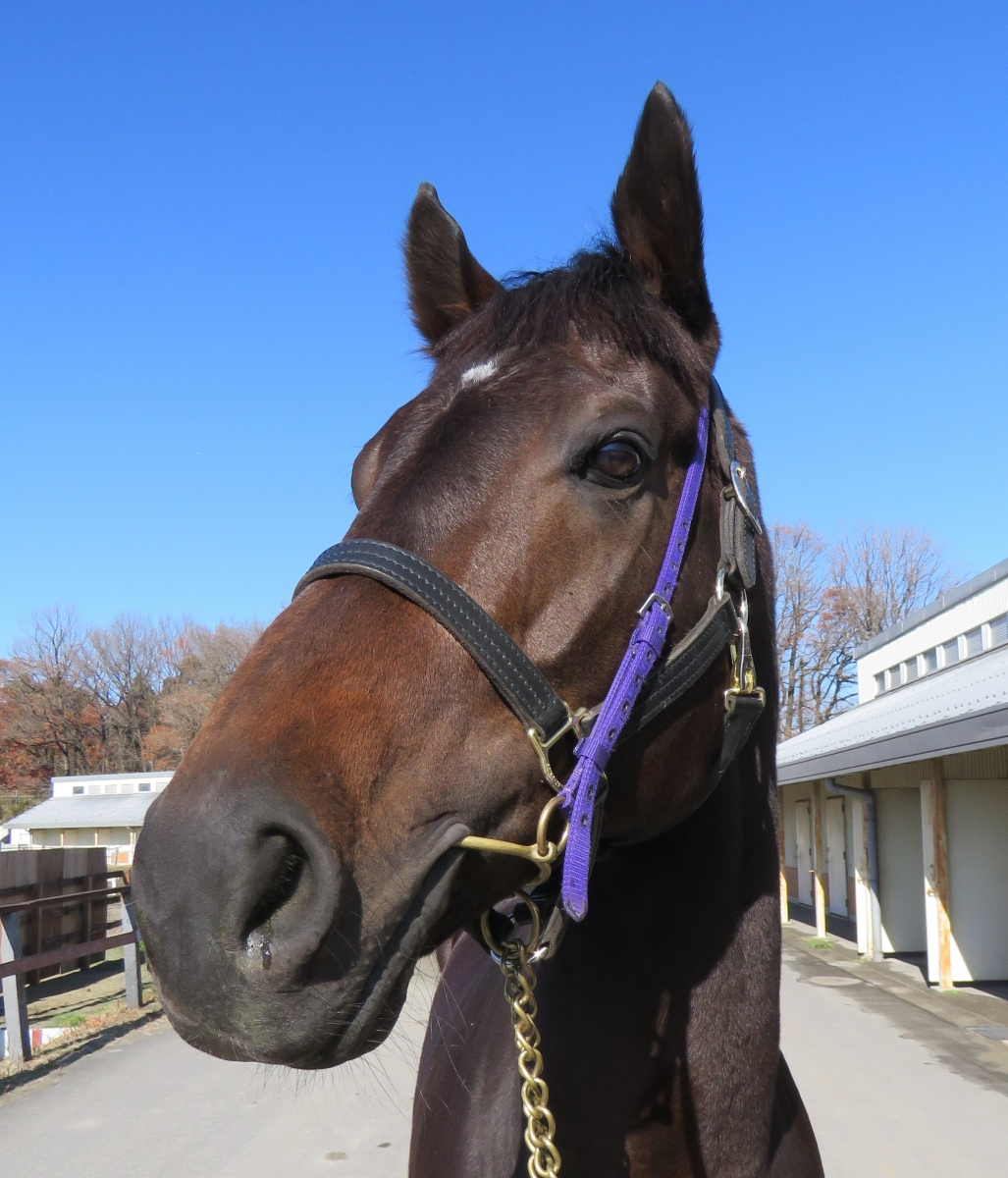ユイノチョッパー Yuino Chopper 牡 6歳 ※地方競馬 在籍