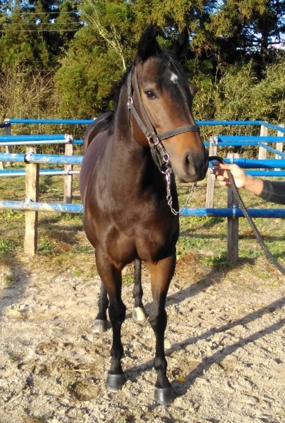 ワガママボディ Wagamama Body 牝 4歳 ※地方競馬 在籍