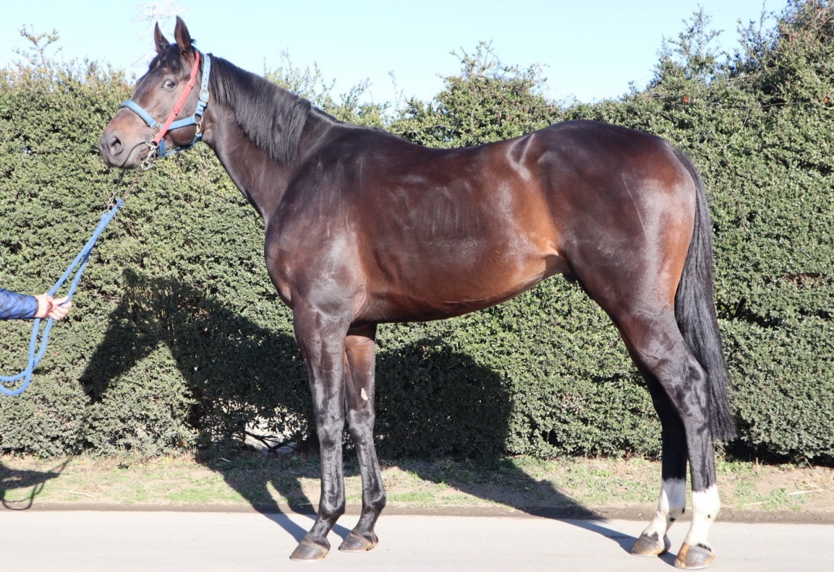 シゲノブ Shigenobu 牡 5歳 ※地方競馬 在籍 | サラブレッドオークション