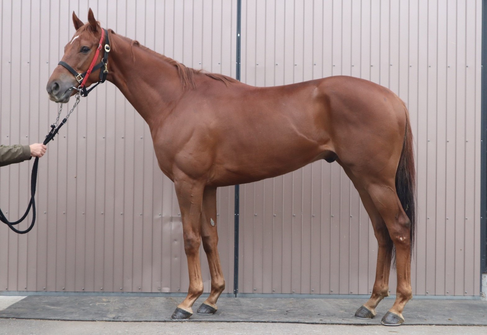 ロイヤルアフェア　Royal Affair　　セン　４歳　　※中央競馬　登録抹消_main1