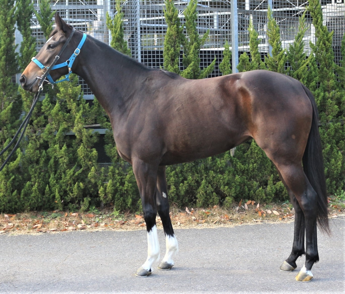 アキザクラ Akizakura 牝 ２歳 ※中央競馬 登録抹消 | サラブレッド