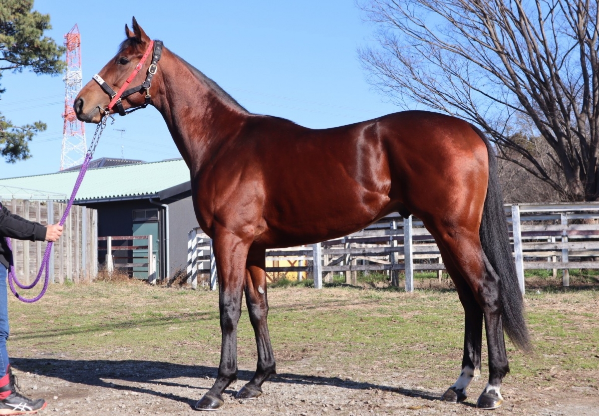 ブレットプルーフ Bulletproof 牡 2歳 ※中央競馬 登録抹消
