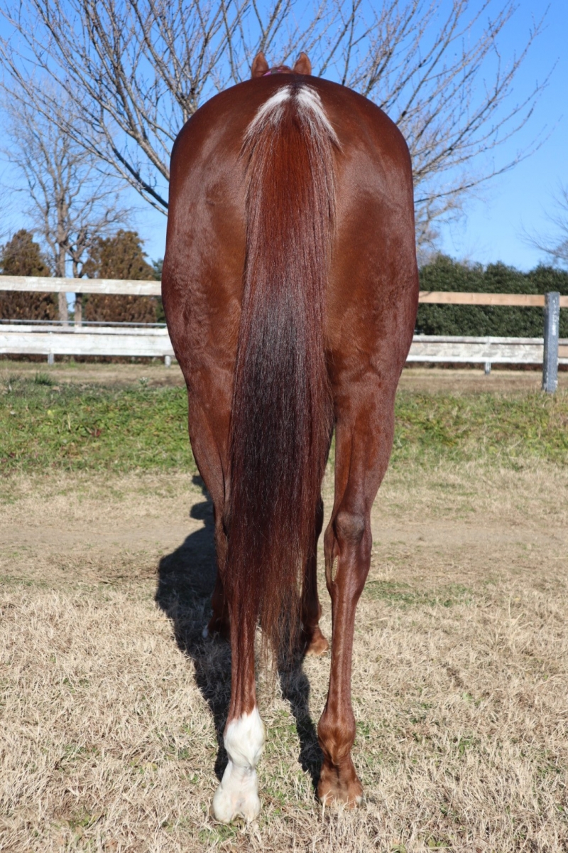 期間限定SALE！サラゴサの写本('65ポーランド) ニューホランドトラクター サイレージトレーラー付き: ｜教育