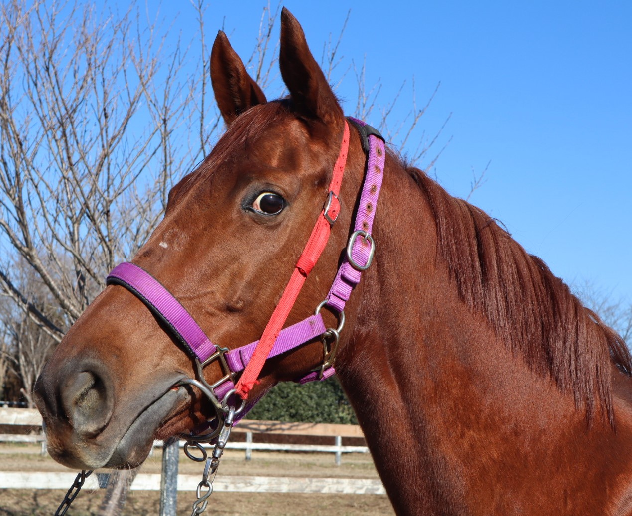 ホウオウサマンサ Ho O Samantha 牝 6歳 ※中央競馬 登録抹消