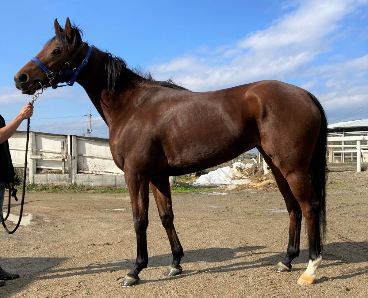 しののめ様/thoroughbredサラブレットネイビー/巾着Lサイズ しののめ様