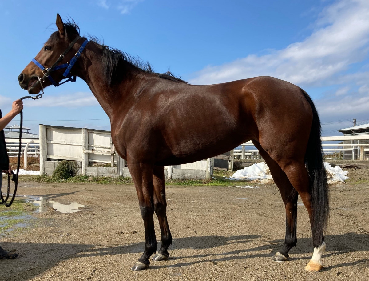 ピッツベルニナ Piz Bernina 牝 3歳 ※地方競馬 在籍 | サラブレッド