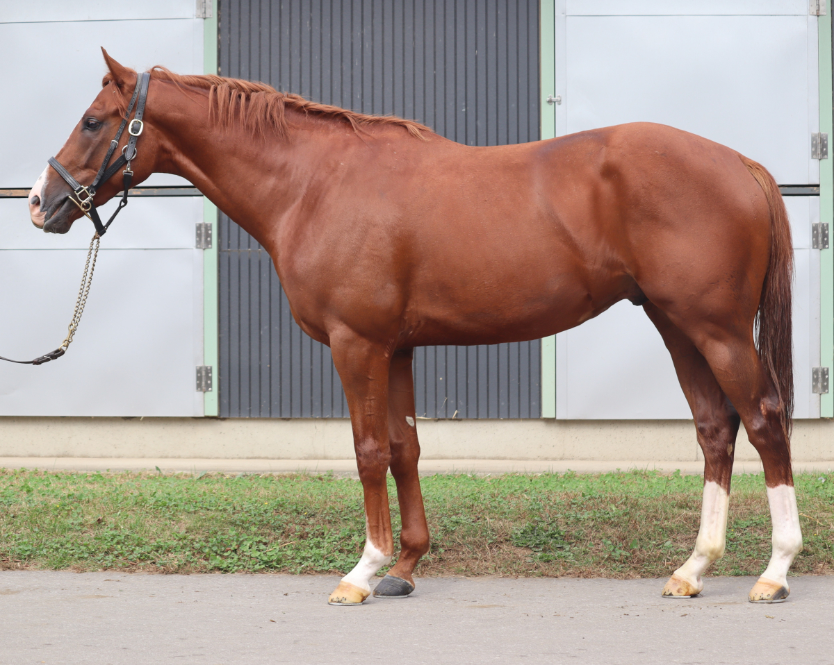 コパノドリーム　　牡２歳　　※中央競馬　登録抹消_未出走の２歳_main1