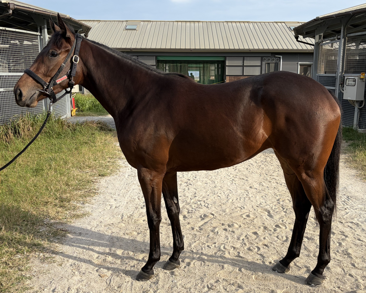 デスティネーション　　牝２歳　　※中央競馬　登録抹消_main1
