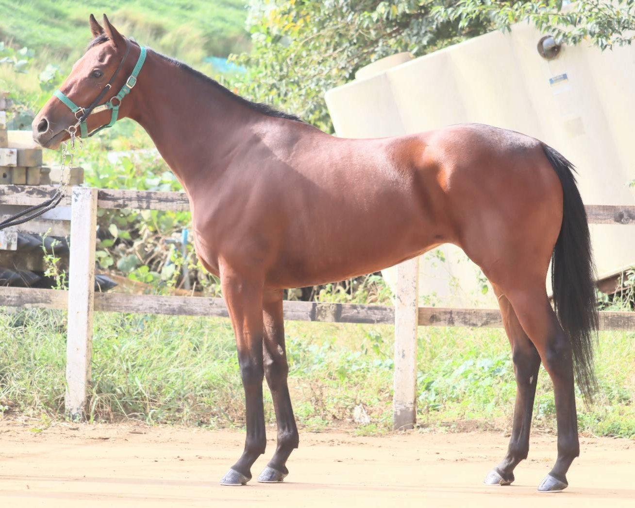 ハナミヤビ　　牝２歳　　※中央競馬　登録抹消_main1