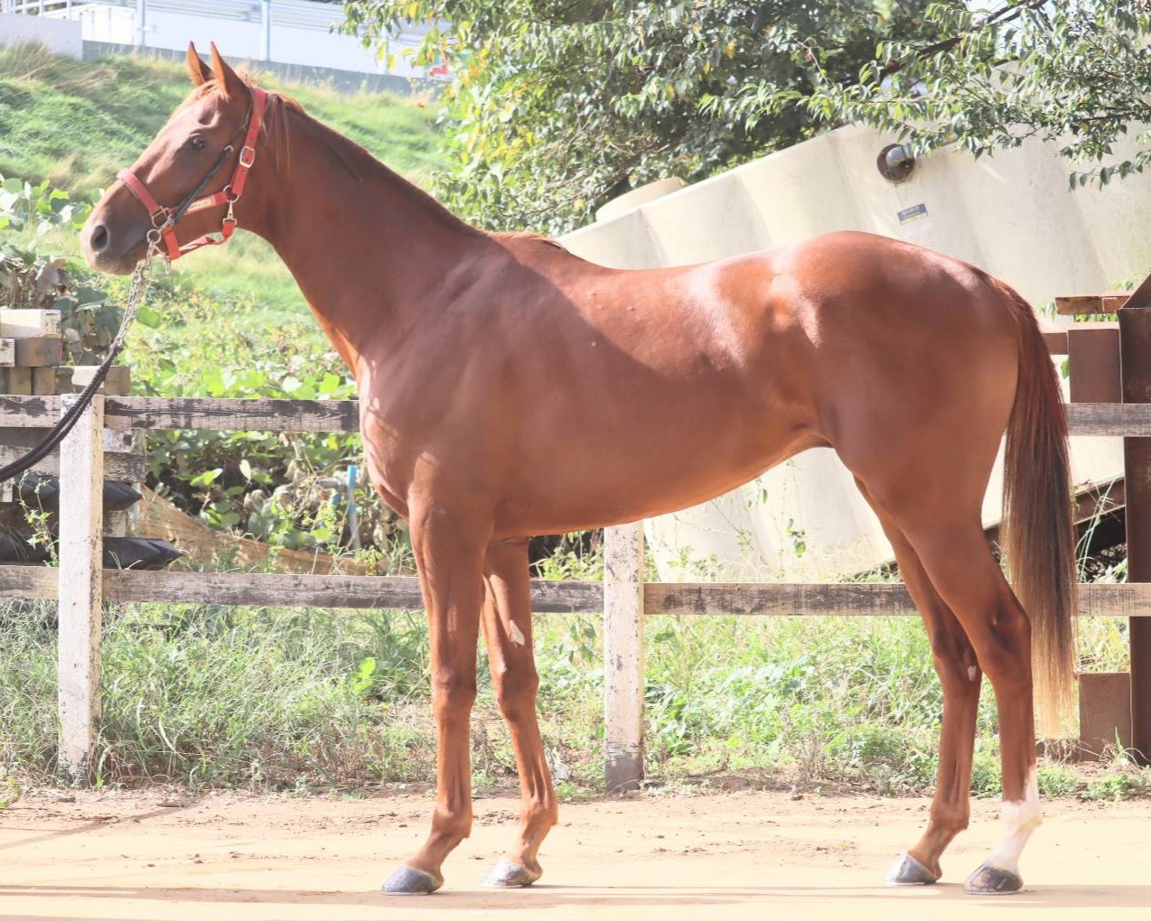 マイネルウルカヌス　　牡２歳　　※中央競馬　登録抹消_main1