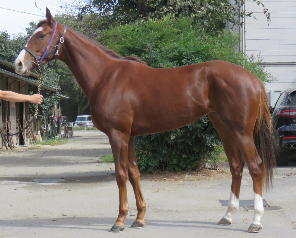 ユイチャンファイト　　牝２歳　　※中央競馬　登録抹消_main1
